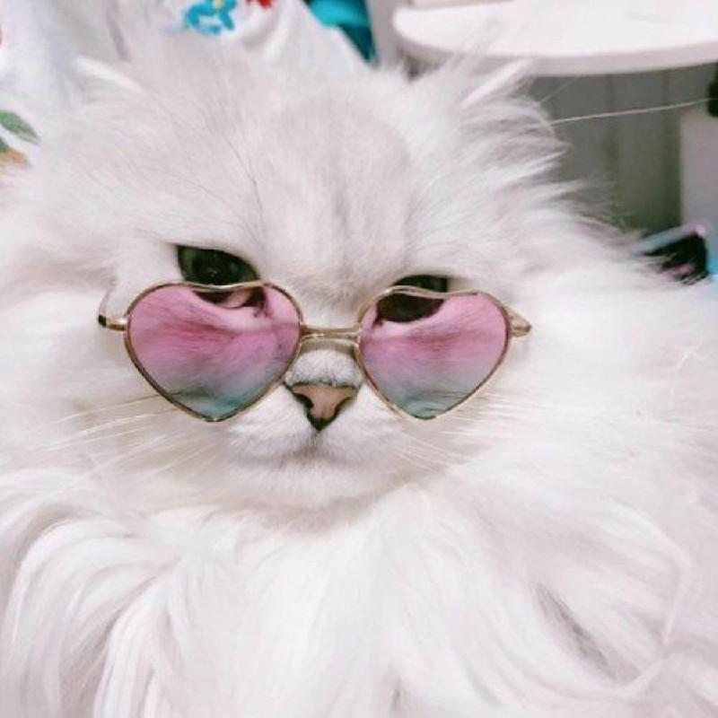 55 ảnh avatar cute mèo đẹp dành cho bạn trẻ yêu mèo