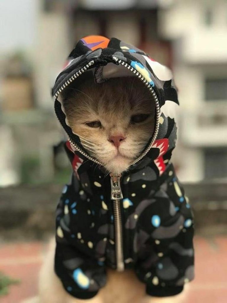 50+ Avatar Mèo Ngầu, Cute Dễ Thương Nhất Việt Nam