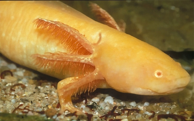 Kỳ giông Axolotl vàng toàn thân