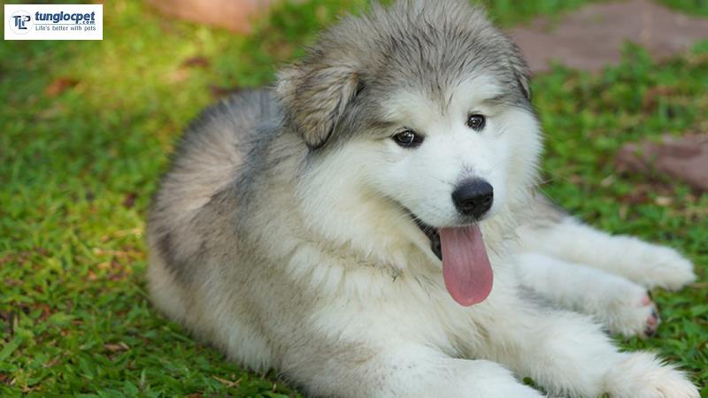 Giá chó Alaska thuần chủng rẻ nhất trên thị trường hiện nay cũng từ 7 - 8 triệu đồng