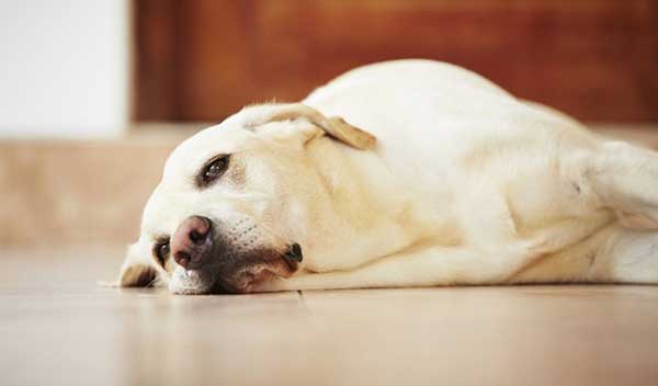 Chó Cảnh Giá Rẻ Dưới 500k nguy cơ mắc bệnh