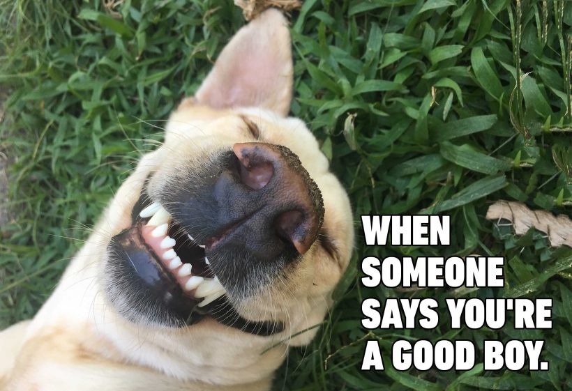 Hình ảnh răng chó - hình ảnh meme mát mẻ