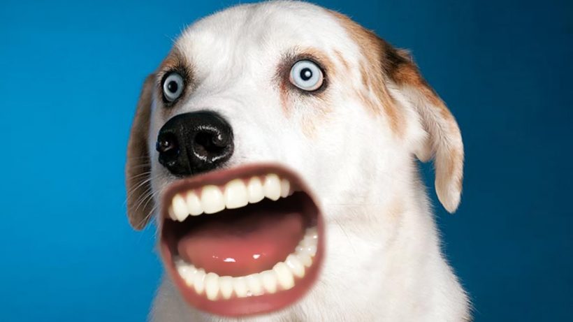 Hình ảnh răng chó - ảnh răng chó