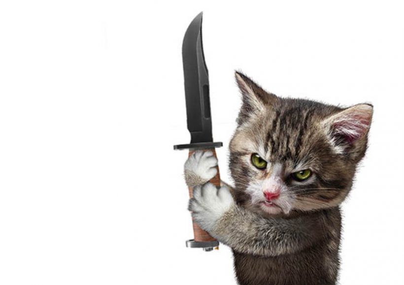 Bức ảnh con mèo giận dữ cầm dao