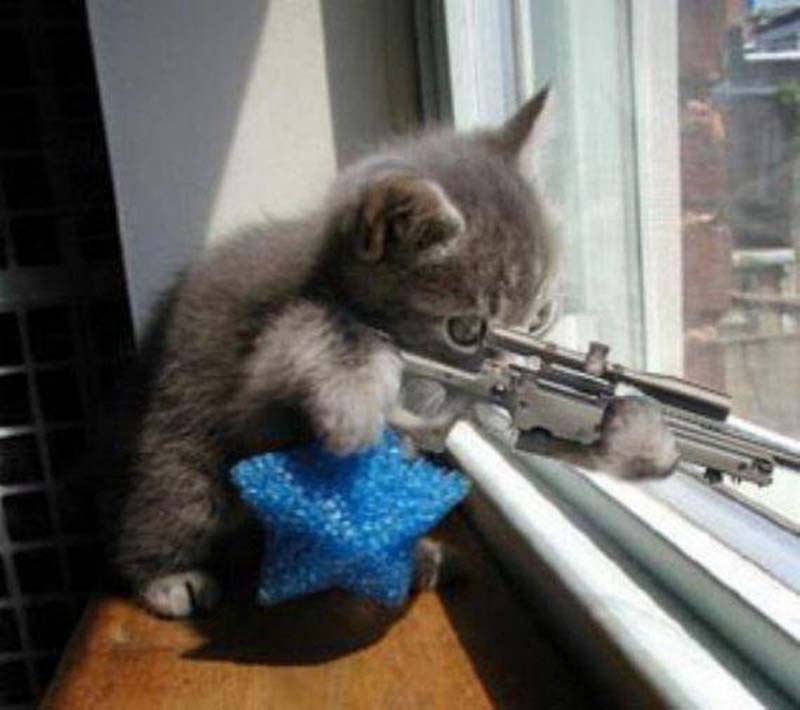Hình ảnh một con mèo đang cầm súng để bắn
