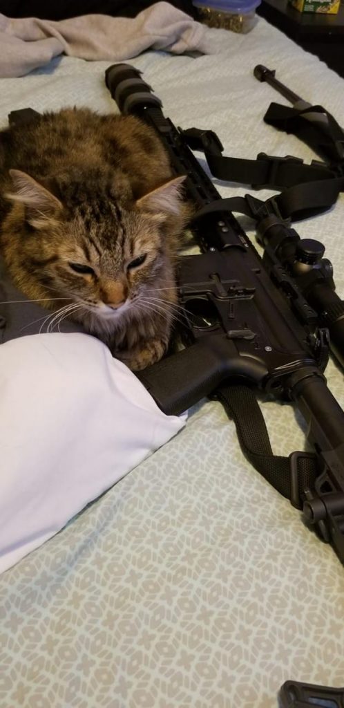 Very cool image of a cat holding a gun