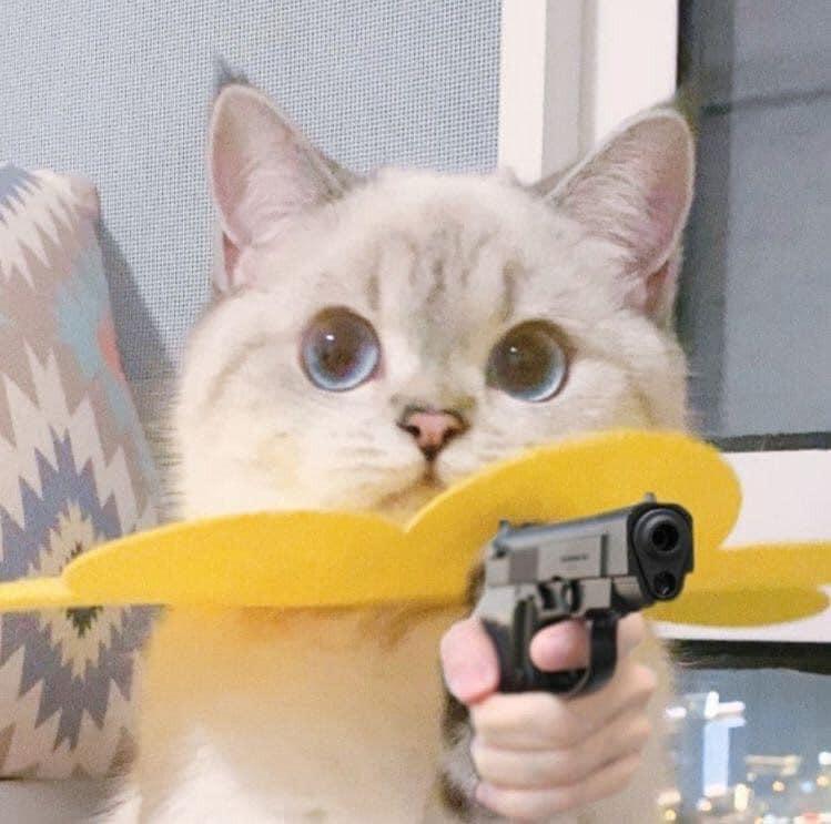 Cute cat holding gun image