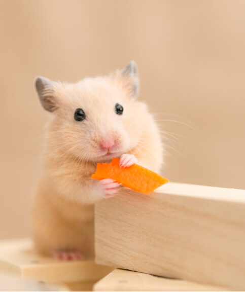 Hình ảnh chuột Hamster ăn