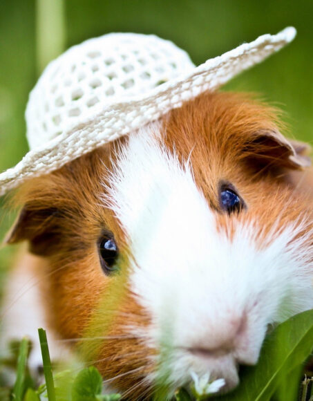 Hình ảnh chuột Hamster đội nón độc lạ