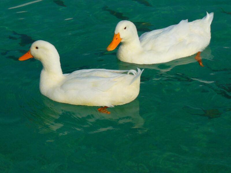 Hình ảnh hai con vịt trắng đang bơi